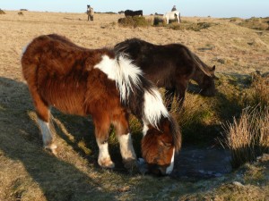 Bodmin ponies